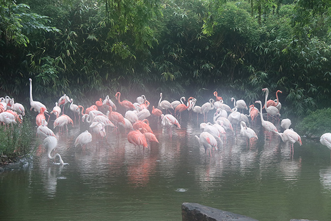 上海野生動(dòng)物園大為醫(yī)療上海游