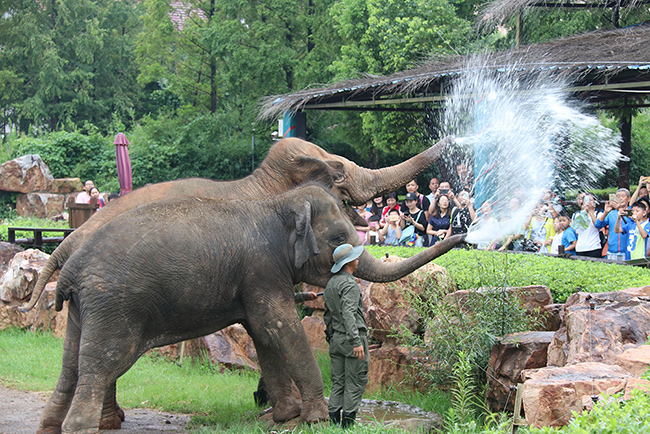 上海野生動(dòng)物園大象噴水