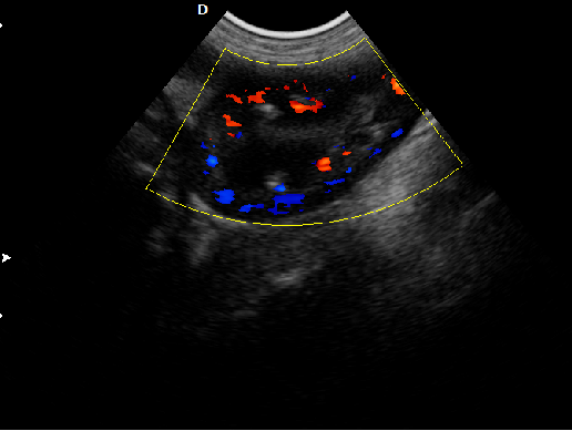 P5-VET獸用彩超機